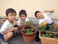 苗植え2