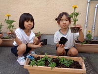 苗植え1