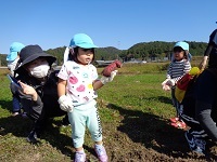 芋掘り1