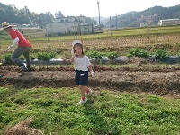 芋掘り6