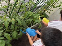 野菜の観察1