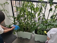 野菜の観察3