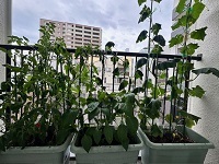 野菜の観察4