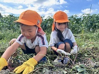 芋掘り１ (1)