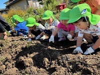 お芋掘り１