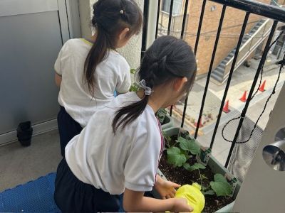 野菜観察２