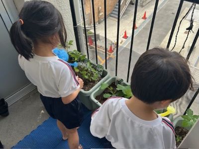 野菜観察３ 