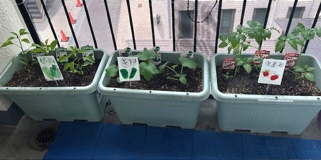 野菜観察１